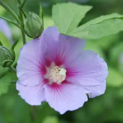 15 Intriguing Facts About Hibiscus Rosa-sinensis - Facts.net