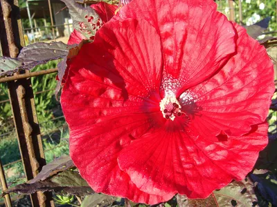 Hibiscus rosa-sinensis 'Candy Pink' — Vintage Green Farms with Tom  Piergrossi