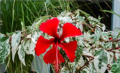 Hibiscus rosa-sinensis | Biology