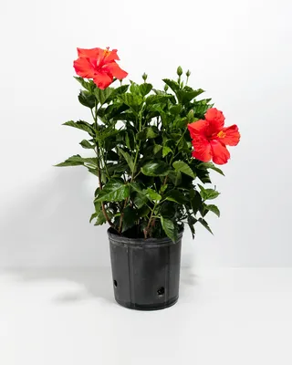 Hibiscus | Rosa - Sinensis | Hearty With Gorgeous Blooms