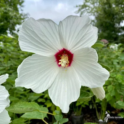 Hibiscus Rosa | Best Price in 2023 at Plantparadise