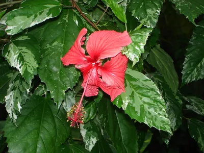 Red Pillar™ Rose of Sharon - Hibiscus syriacus - Proven Winners - 4\" Pot -  Hirt's Gardens