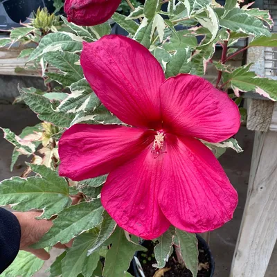 Hibiscus Paraplu Adorned™ Rose of Sharon | Park Seed