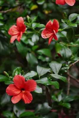 Hibiscus rosa-sinensis 'Red Hot' – Fairchild Tropical Botanic Garden