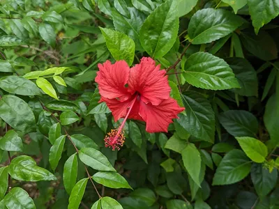 Hibiscus rosa-sinensis 'Variegata' - Variegated Hibiscus, Rose of China |  FLORA TOSKANA