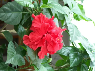 File:Chinese rose hibiscus.jpg - Wikipedia
