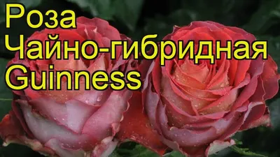 Роза чайно-гибридная Гиннесс. Краткий обзор, описание характеристик, где  купить саженцы - YouTube