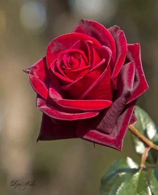 Closeup Of Red Rose Flowerwarmsengermany High-Res Stock Photo - Getty Images