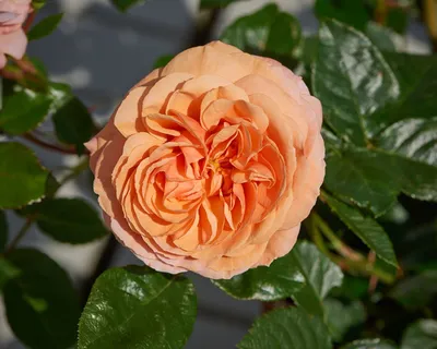 Tims Garden Centre - Buy a Macarthur Rose for just $20.00 - Oct 11, 2019