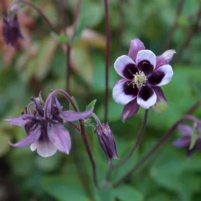 Shop William Guiness Columbine | Sun Perennials | Breck's