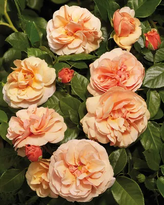 Rose Florentina® - Golden Valley Plants