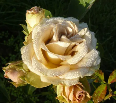 Роза Hypnose: описание, фотографии, отзывы — RoseCatalog.ru
