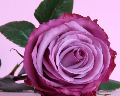 Цветочный мир у Аси ♥️ on Instagram: \"Новинка Роза Гипноз (Hypnose)  выведена голландской фирмой Olij Roses International как чайно-гибридная  роза для срезки. Роза обладает фантастической расцветкой античного мокко с  зеленоватыми с легкими