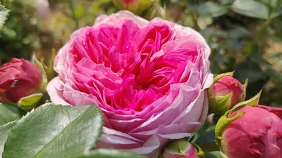 Саженцы розы Гипноз заказать почтой. Купить кусты чайно-гибридные розы  Гипноз в интернет-магазине.