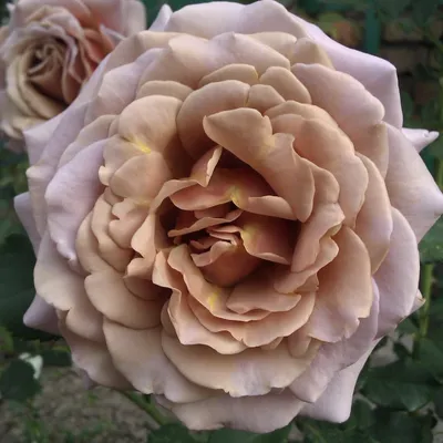 Гипноз (Hypnose) - питомник роз \"Розы от Татьяны\" - YouTube