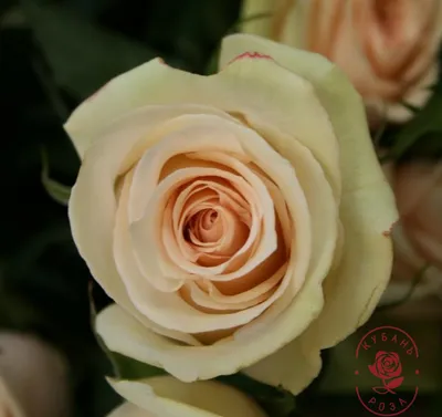 Купить Гвоздика и роза ”Гипноз” в Новокузнецке с доставкой