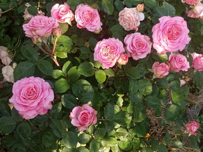Кустовая роза Свит Сара | доставка по Москве и области