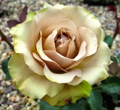 Роза » Гипноз» Hypnose Olij Срезочные (Florists Rose)