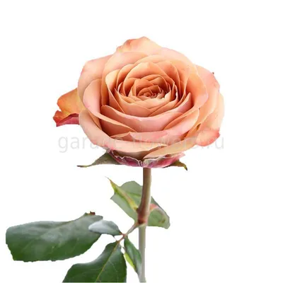 21 роза Пич аваланш 60 см (Peach Avalanche) 50 см | купить недорого |  доставка по Москве и области