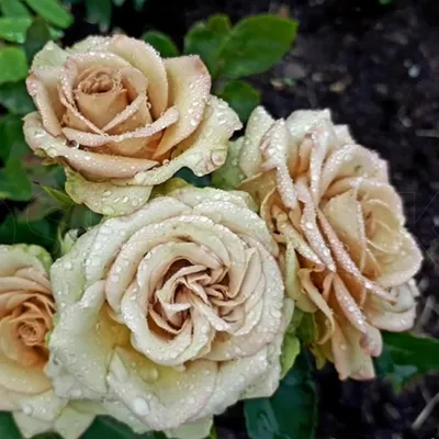 Гипноз (Hypnose) - Розы Флорибунда - Розы - Каталог