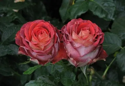🌹\"Koko Loko\" - фантастическая роза, удивительного цвета. Флорибунда, США,  2010. - YouTube