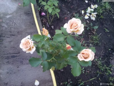 51 белая роза в корзине | купить недорого | доставка по Москве и области