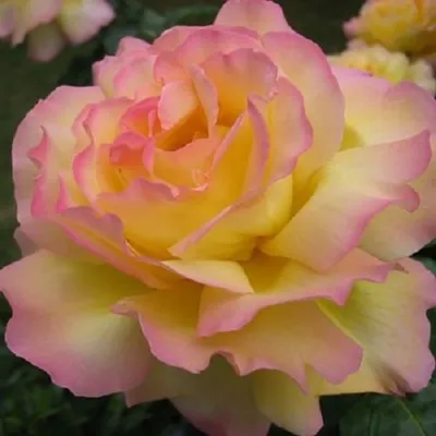 Роза \"Gloria Dei\" (Mme.A.Meilland) купить в питомнике растений с доставкой  по Москве, Московской области и России, саженцы, выращивание, посадка и уход