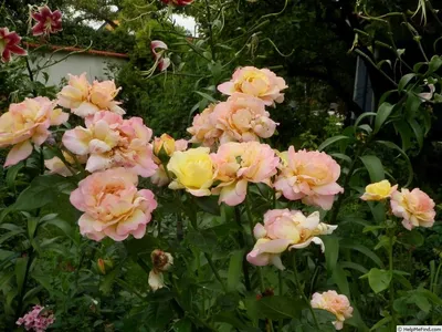 Розы плетистые Gloria Dei Climbing ( Глория ДеЙ Клайминг )