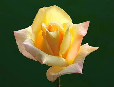 Розы для сада: чайно-гибридная роза Глория Деи. | Мои Садовые Истории | Дзен