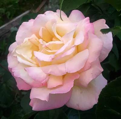 File:Rosa Gloria Dei.jpg - Wikimedia Commons