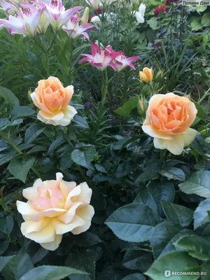 Глория Дей (Gloria Dei) - Чайно-гибридные розы - Розы - Каталог