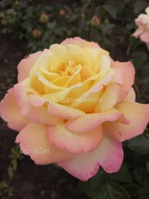 Роза чайно-гибридная Глория Дей - «Поразительно красивая роза с интересной  историей. Глория Дей- титулованная красавица из Франции. » | отзывы