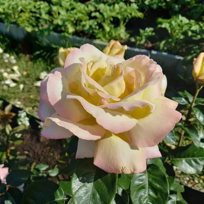 Фото \"Раскрывающийся бутон розы Глория Дей (Gloria Dei).\" :: ФотоСтарт -  сайт любительской фотографии: фото цветов, роз, хризантем
