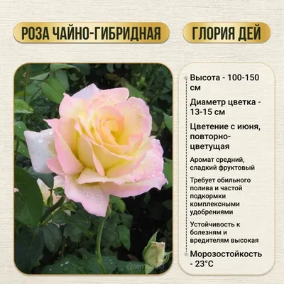 Gloria Dei' Rose Photo | Rose, Rose photos, Flowers