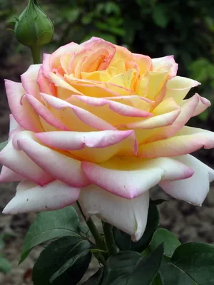 Роза Глория Дей: и я поняла, что розы совсем не такие, какими я их себе  представляла!)🌹 | Цветы без границ! 🌺 | Дзен