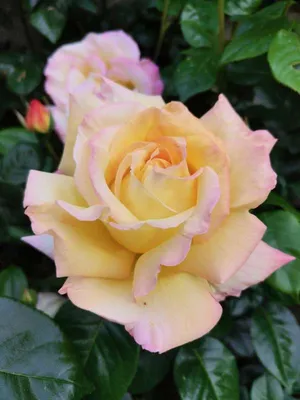 Роза 'Глория Дей' (чайно-гибридная) (желтая с розовым) купить по цене  1.450,00 руб. руб. в Москве в садовом центре Южный