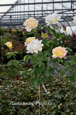 Такая разная роза Глория Дей | Цветущий сад | Дзен