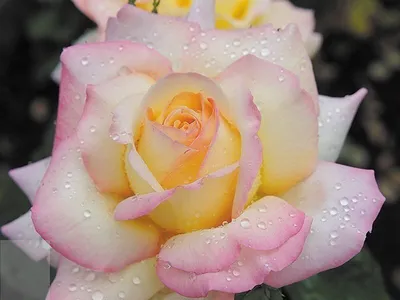 Розы для сада: чайно-гибридная роза Глория Деи. | Мои Садовые Истории | Дзен