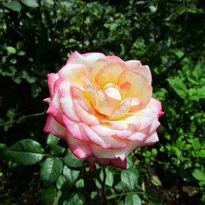 Саженцы чайно-гибридной розы Глория Дей (Rose Gloria Dei) (ID#1370143609),  цена: 120 ₴, купить на Prom.ua