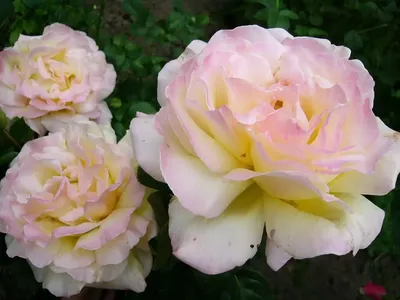 Громадная чайная роза Глория Деи в…» — создано в Шедевруме