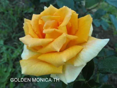 Edelrose 'Golden Monica' ® - Expertenwissen zu dieser Rose