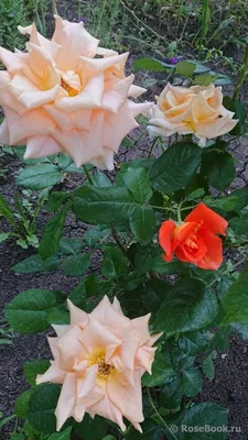 Саженец Роза Голден Моника (Rosa Golden Monica) купить в Москве по низкой  цене из питомника, доставка почтой по всей России | Интернет-магазин  Подворье