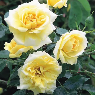 Photo of Rosa Monica or Monika (tea hybrid rose)