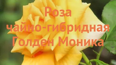 Все женщины любят цветы, но большинство из них предпочитает розы...🌹🌹🌹 |  Розарий🌹Ангелочек | Дзен