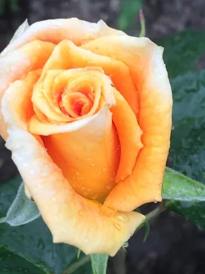 Саженец Роза Голден Моника (Rosa Golden Monica) купить в Москве по низкой  цене из питомника, доставка почтой по всей России | Интернет-магазин  Подворье
