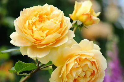 Жёлтые розы моего сада... | Розарий🌹Ангелочек | Дзен