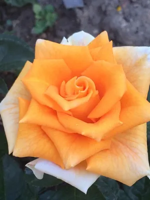 Роза чайно-гибридная Голден Моника (golden monica) 🌿 обзор: как сажать,  саженцы розы Голден Моника - YouTube