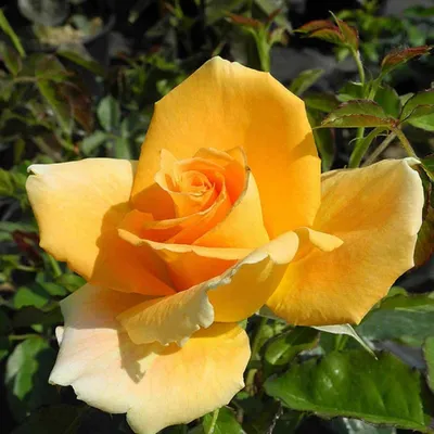 File:Rosa 'Golden Monica' 04.JPG - Wikimedia Commons
