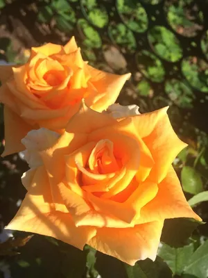 Yellow Shiny Flowers Rosa Golden Wedding Stock Photo 91559927 | Shutterstock