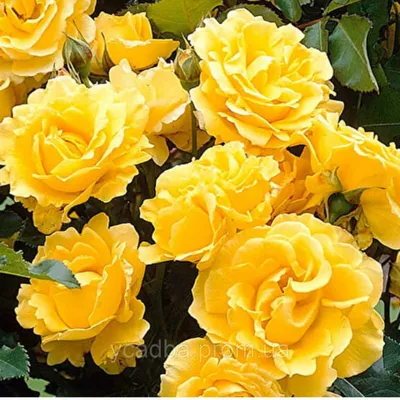 Жёлтые розы моего сада... | Розарий🌹Ангелочек | Дзен